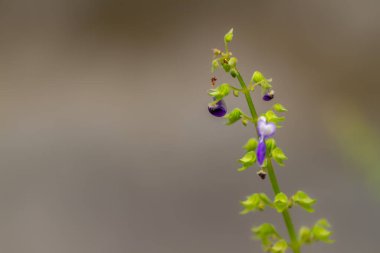 Bulanık yeşil yapraklı yeşil çimenler arka plan, doğa teması