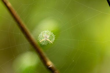 Örümcek avını ağıyla bekliyor, bulanık yeşil yapraklar arka plan, doğa konsepti.