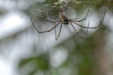 Bir örümcek ağında avını bekliyor, bulanık yeşil yapraklar arka plan ve parlak güneş ışığı, doğa konsepti.
