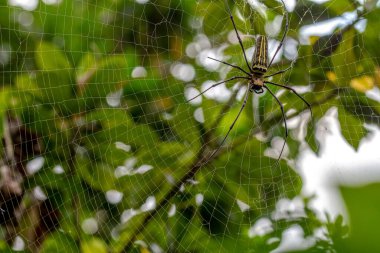 Örümcek avını ağıyla bekliyor, bulanık yeşil yapraklar arka plan, doğa konsepti.
