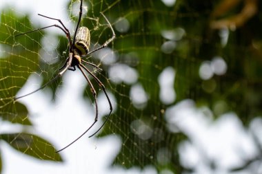 Bir örümcek ağında avını bekliyor, bulanık yeşil yapraklar arka plan ve parlak güneş ışığı, doğa konsepti.