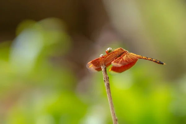 Dragonfly Κόκκινο Σώμα Και Φτερά Σκαρφαλωμένα Στην Άκρη Ενός Ξηρού — Φωτογραφία Αρχείου