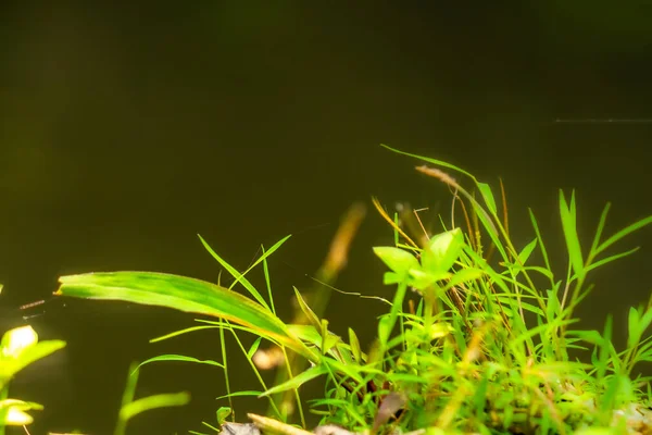 Πράσινο Άγριο Γρασίδι Θολή Πράσινο Φύλλα Φόντο Θέμα Της Φύσης — Φωτογραφία Αρχείου