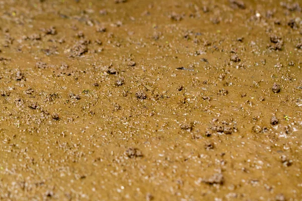 Selektiver Fokus Ausgedehnter Brauner Schlamm Mit Wenig Wasser Und Kies — Stockfoto