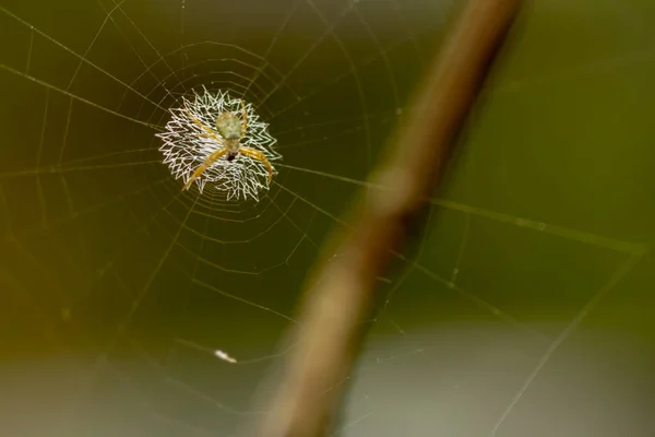 Örümcek Avını Ağıyla Bekliyor Yeşil Yaprakların Kahverengi Kütüklerin Bulanık Arkaplanı — Stok fotoğraf