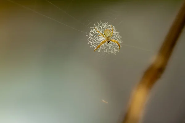 Spider Waiting Prey Its Web Blurred Green Leaves Background Bright — Stockfoto