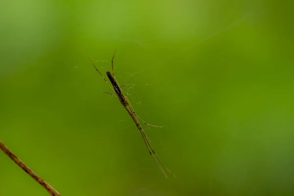 Uma Aranha Está Esperando Por Presas Sua Teia Fundo Folhas — Fotografia de Stock