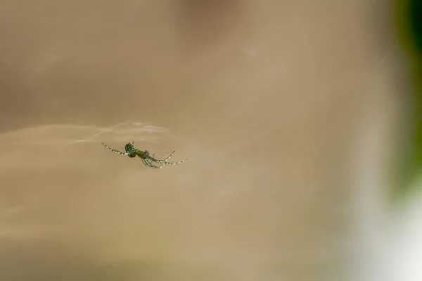 Örümcek Avını Ağıyla Bekliyor Yeşil Yaprakların Kahverengi Kütüklerin Bulanık Arkaplanı — Stok fotoğraf