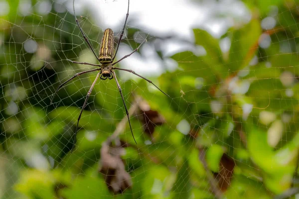 Örümcek Avını Ağıyla Bekliyor Bulanık Yeşil Yapraklar Arka Plan Doğa — Stok fotoğraf