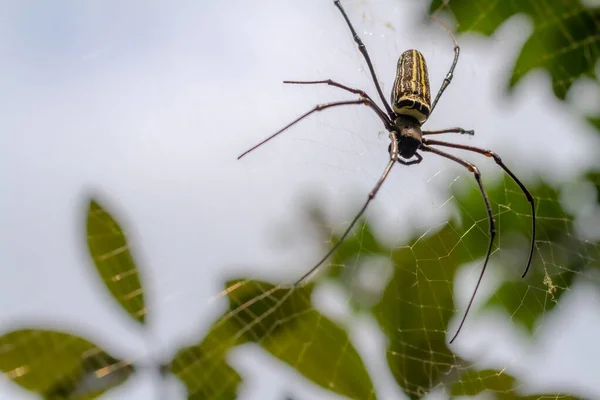 Bir Örümcek Ağında Avını Bekliyor Bulanık Yeşil Yapraklar Arka Plan — Stok fotoğraf