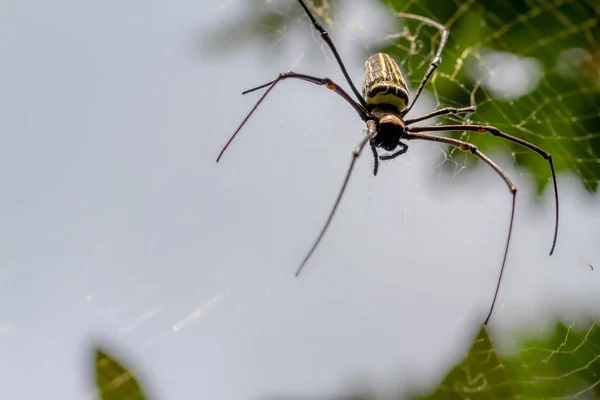 クモは巣の中で獲物を待っている緑の葉の背景と明るい日差し自然概念 — ストック写真