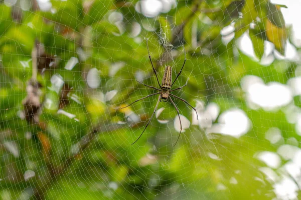 Örümcek avını ağıyla bekliyor, bulanık yeşil yapraklar arka plan, doğa konsepti.