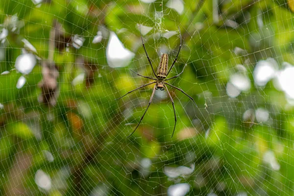 Örümcek Avını Ağıyla Bekliyor Bulanık Yeşil Yapraklar Arka Plan Doğa — Stok fotoğraf