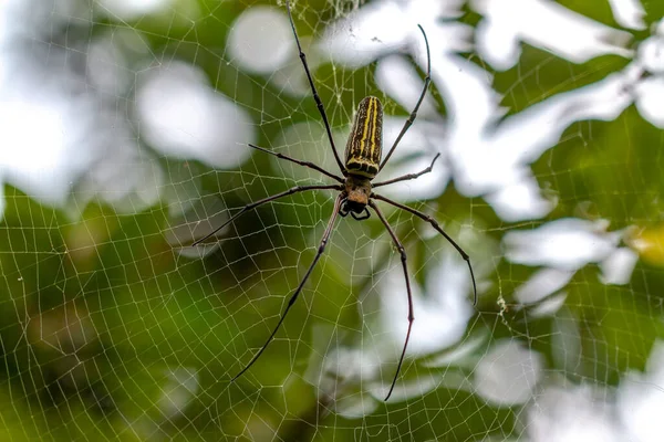 Bir Örümcek Ağında Avını Bekliyor Bulanık Yeşil Yapraklar Arka Plan — Stok fotoğraf