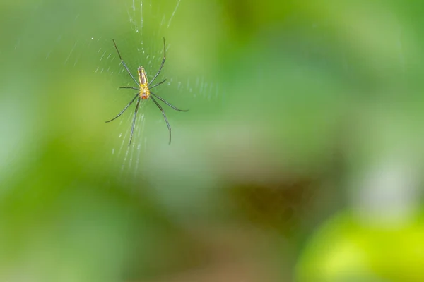 Eine Spinne Wartet Ihrem Netz Auf Beute Verschwommenes Grünes Laub — Stockfoto