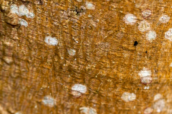 Bark Has Been Overgrown Moss Combination Brown White Forest Nature — Fotografia de Stock