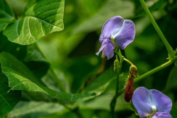 Flores Feijão Alado São Uma Combinação Branco Roxo Com Fundo — Fotografia de Stock