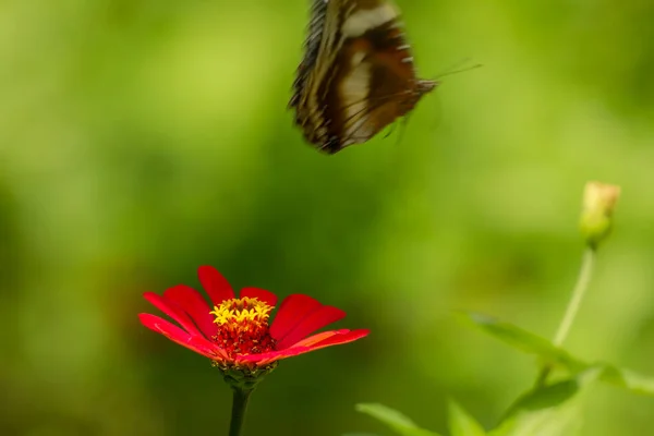 Butterfly Color Combination Black Brown White Flying Red Zinnia Flower — Stockfoto