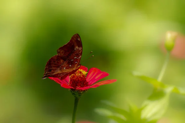 Una Mariposa Marrón Busca Miel Encaramado Una Flor Zinnia Roja — Foto de Stock