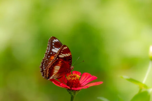 Una Mariposa Una Combinación Negro Marrón Blanco Está Buscando Miel — Foto de Stock