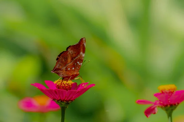 Brown Butterfly Looking Honey Perched Pink Zinnia Flower Blurry Green — Stockfoto
