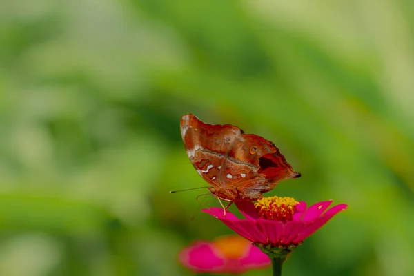 Uma Borboleta Marrom Procura Mel Empoleirado Uma Flor Zinnia Rosa — Fotografia de Stock