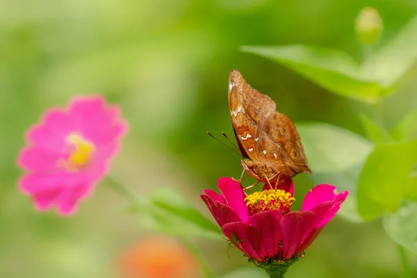 Коричневая Бабочка Ищет Мед Сидит Розовом Цветке Зиннии Размытом Зеленом — стоковое фото