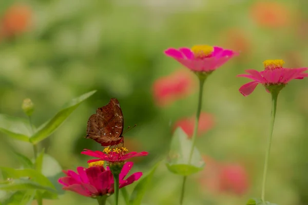 Brown Butterfly Looking Honey Perched Pink Zinnia Flower Blurry Green — Stockfoto