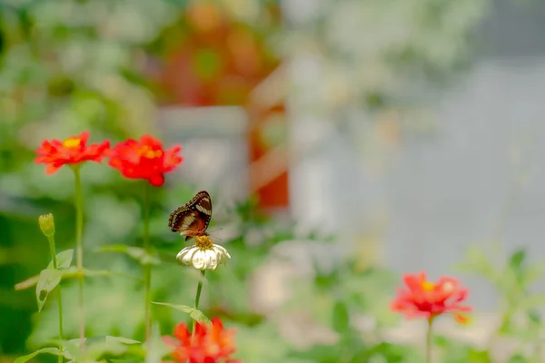 Motyl Kombinacji Czerni Brązu Bieli Szuka Miodu Okonia Białym Kwiatku — Zdjęcie stockowe