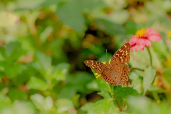 Brown Butterfly Looking Honey Perched Yellow Creeping Buttercup Flower Blurry — Stock Photo, Image
