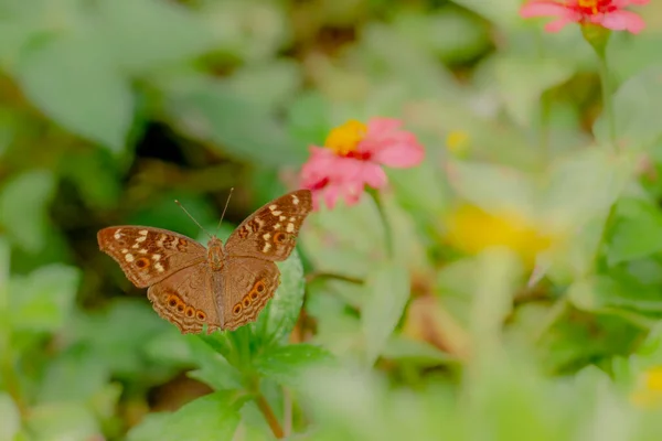 Papillon Brun Recherche Miel Perché Sur Une Fleur Papillon Jaune — Photo