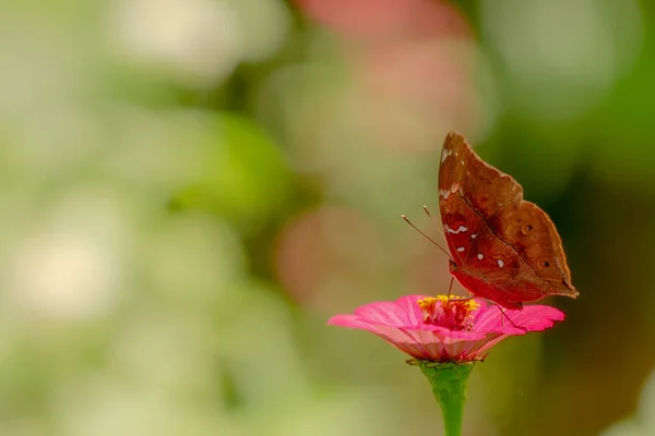 Ein Brauner Schmetterling Auf Der Suche Nach Honig Und Hockt — Stockfoto