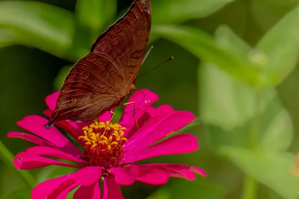 Brown Butterfly Looking Honey Perched Pink Zinnia Flower Blurry Green — Stock Photo, Image