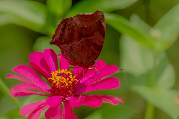 Uma Borboleta Marrom Procura Mel Empoleirado Uma Flor Zinnia Rosa — Fotografia de Stock