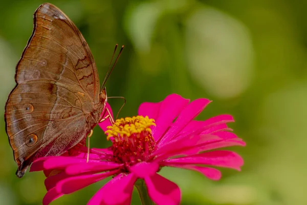 Brązowy Motyl Szuka Miodu Siedzi Różowym Kwiatku Cynku Rozmytym Zielonym — Zdjęcie stockowe