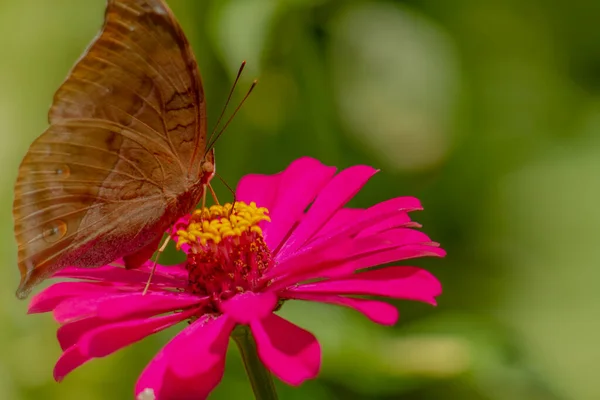 蜂蜜を探している茶色の蝶とぼやけた緑の葉の背景にピンクジニアの花に固執し 自然コンセプト — ストック写真