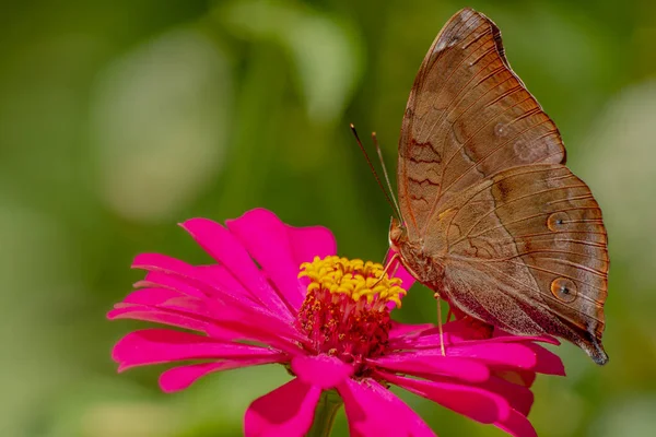 Brown Butterfly Looking Honey Perched Pink Zinnia Flower Blurry Green — Fotografia de Stock