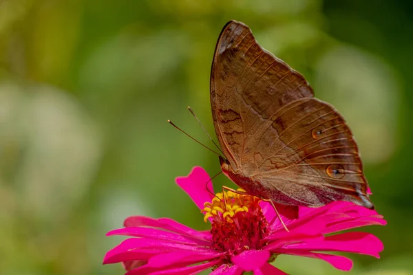 Brown Butterfly Looking Honey Perched Pink Zinnia Flower Blurry Green — Fotografia de Stock