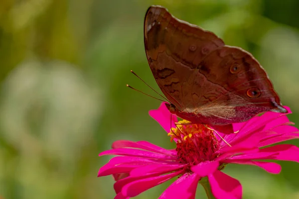 蜂蜜を探している茶色の蝶とぼやけた緑の葉の背景にピンクジニアの花に固執し 自然コンセプト — ストック写真