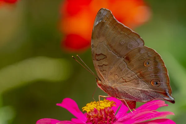 Uma Borboleta Marrom Procura Mel Empoleirado Uma Flor Zinnia Rosa — Fotografia de Stock