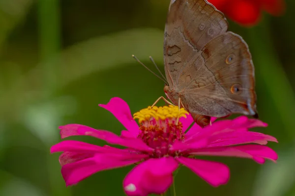 Papillon Brun Recherche Miel Perché Sur Une Fleur Zinnia Rose — Photo