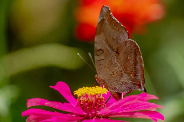 蜂蜜を探している茶色の蝶とぼやけた緑の葉の背景にピンクジニアの花に固執し 自然コンセプト — ストック写真