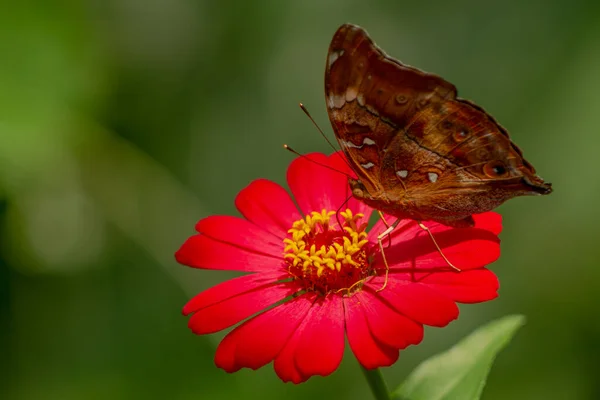 Hnědý Motýl Hledající Med Usazený Červeném Zinečnatém Květu Rozmazaném Zeleném — Stock fotografie