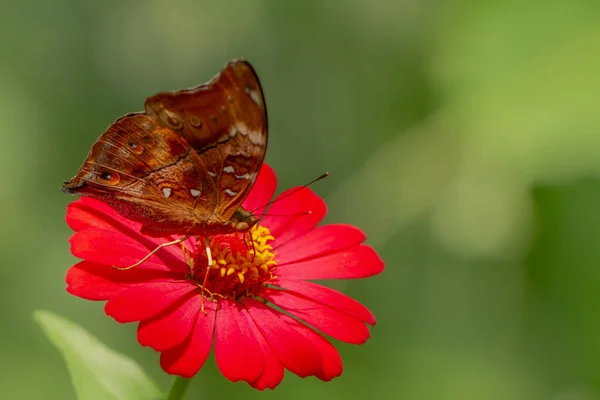 Коричневая Бабочка Ищет Мед Сидит Красном Цветке Зиннии Размытом Зеленом — стоковое фото