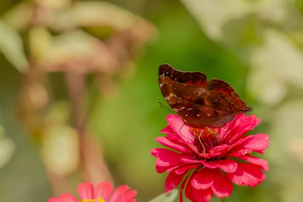 Brown Butterfly Looking Honey Perched Red Zinnia Flower Blurred Green — Fotografia de Stock
