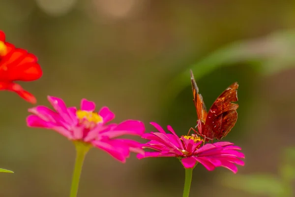 Brown Butterfly Looking Honey Perched Pink Zinnia Flower Blurry Green — Fotografia de Stock