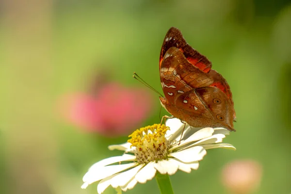 蜂蜜を探している茶色の蝶とぼやけた緑の葉の背景に白い亜鉛の花に固執し 自然概念 — ストック写真