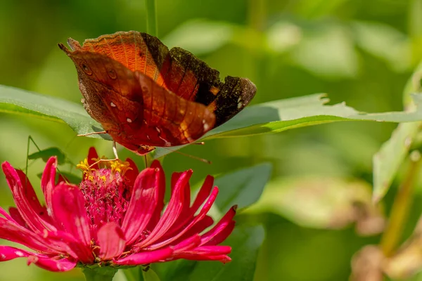 Brązowy Motyl Szukający Miodu Siedzący Czerwonym Kwiatku Cynku Rozmytym Zielonym — Zdjęcie stockowe