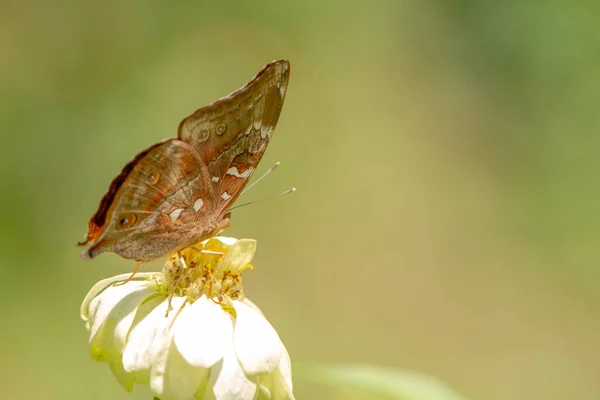 Papillon Brun Recherche Miel Perché Sur Une Fleur Zinnia Blanche — Photo