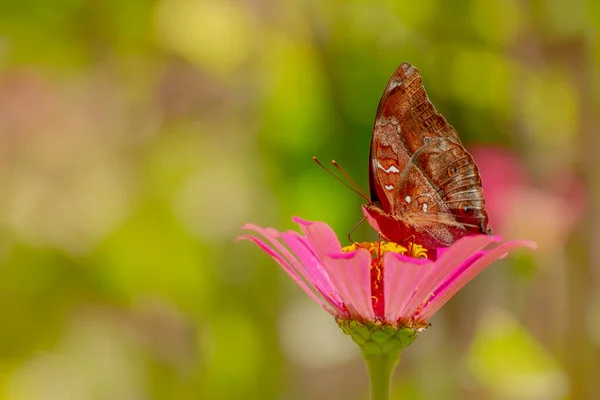 Brown Butterfly Looking Honey Perched Pink Zinnia Flower Blurry Green — Stockfoto